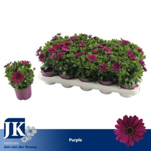 Osteospermum Sunny Mary osteospermum purple TST
(15 Plants/Order)(10.5cmP 25cmH)
