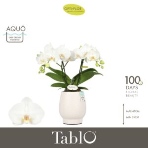 Phalaenopsis white more Ripsen Tablo Champagne 2 spike in Abruzzo White Aquo
(3 Plants/Order)(12cmP 40cmH)