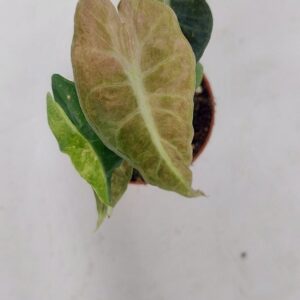 Alocasia alo polly yellow
(2 Plants/Order)(7cmP 10cmH)