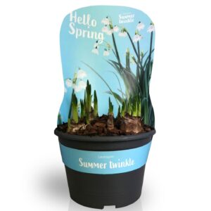 Leucojum aestivum Leucojum Summer Twinkle met potcover
(6 Plants/Order)(15cmP 20cmH)