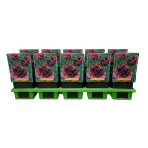 Papaver Papaver orientale 'Harlem' P11
(10 Plants/Order)(11cmP 25cmH)