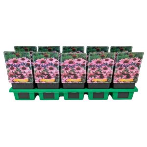 Echinacea purpurea Magnus Echinacea purpurea 'Magnus' P11
(10 Plants/Order)(11cmP 25cmH)
