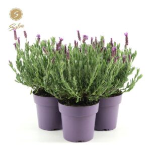 Lavandula Anouk Lavandula st. 'Anouk'® Collection P15
(6 Plants/Order)(15cmP 37cmH)