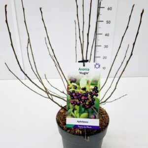Aronia melanocarpa Aronia mel. 'Hugin' 40-60C5
(1 Plants/Order)(23cmP 60cmH)