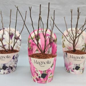 Magnolia soulangeana Magnolia 'Mix' 17 cm in potcover
(1 Plants/Order)(17cmP 35cmH)