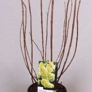 Hydrangea paniculata Hydrangea paniculata Magical Candle 19 cm
(7 Plants/Order)(19cmP 40cmH)