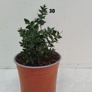 fruit trees and -heesters ov Ruscus racemosa
(1 Plants/Order)(17cmP 20cmH)