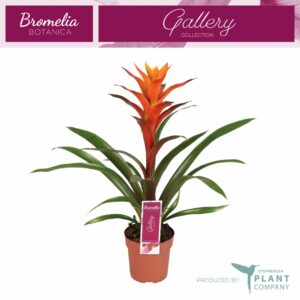 Guzmania Variada Guzmania Variada
(10 Plants/Order)(12cmP 50cmH)