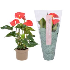 Anthurium Everio Anthurium Everio " Just perfection® (XL-Flowers)
(12 Plants/Order)(9cmP 25cmH)