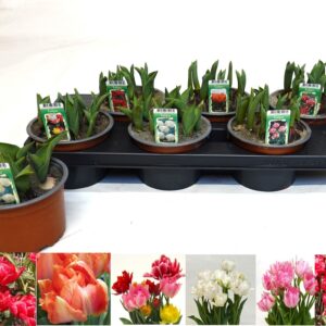 Tulipa Dubble other mixed mixed in packing 6 Colours
(6 Plants/Order)(14cmP 16cmH)