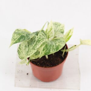 Epipremnum pinnatum snow leopard
(10 Plants/Order)(12cmP 15cmH)