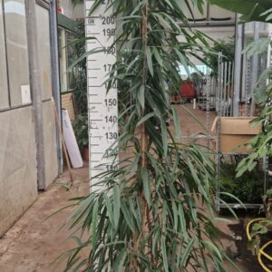 Ficus Alii Ficus Alii piramide 240
(1 Plants/Order)(30cmP 240cmH)