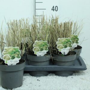 Miscanthus Adagio Miscanthus sin. 'Adagio' P17
(1 Plants/Order)(17cmP 35cmH)