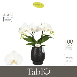 Phalaenopsis white more Ripsen Tablo Champagne 2 spike in Abruzzo Black Aquo
(3 Plants/Order)(12cmP 40cmH)