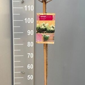 Hydrangea paniculata Limelight Hydrangea pan. Limelight stam 100
(1 Plants/Order)(26cmP 160cmH)