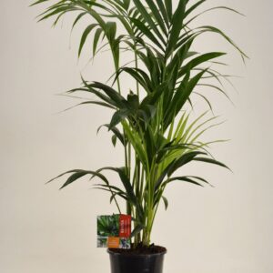 Howea forsteriana KENTIA - P21 H140 - 6PP (Howea forsteriana)
(1 Plants/Order)(21cmP 140cmH)