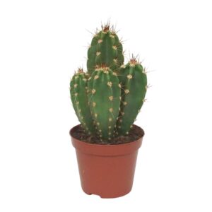 Neoraimondia herzogiana Neocardenasia herzogiana 8,5 cm
(18 Plants/Order)(8.5cmP 12cmH)