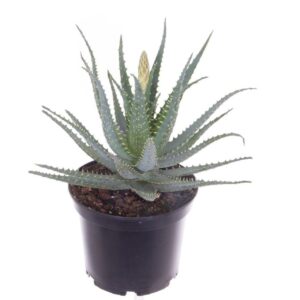 Aloe arborescens Aloe arborescens-NOT CERTIFIED
(3 Plants/Order)(19cmP 45cmH)