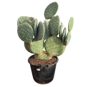 Opuntia Opuntia robusta 45 cm
(1 Plants/Order)(45cmP 160cmH)