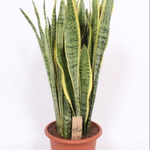 Sansevieria Laurentii Sansevieria Laurentii
(1 Plants/Order)(30cmP 95cmH)
