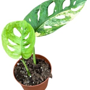 Monstera Monstera Adansonii Aurea
(9 Plants/Order)(10.5cmP 25cmH)