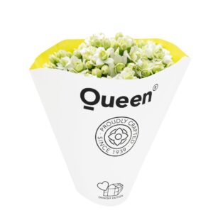 Kalanchoe More Flowers Paris Paris - 6 cm
(20 Plants/Order)(6cmP 14cmH)