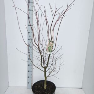Acer palmatum Acer palmatum 'Oridono-Nishiki'
(1 Plants/Order)(31cmP 120cmH)