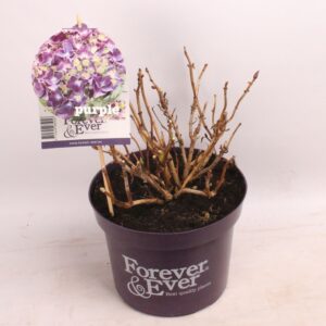 Hydrangea macrophylla Hydrangea 'Purple' - C5 - Forever & Ever
(1 Plants/Order)(23cmP 20cmH)
