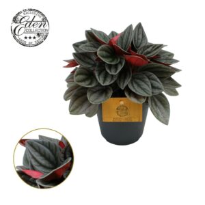Peperomia Peperomia Santorini 12cm
(8 Plants/Order)(12cmP 20cmH)