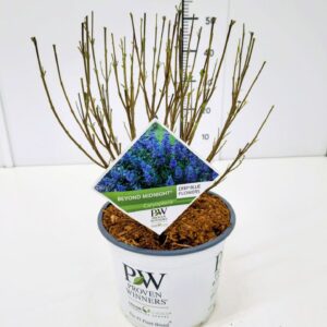 Caryopteris x clandonensis Caryopteris cland. 'Beyond Midnight' C5
(1 Plants/Order)(23cmP 60cmH)