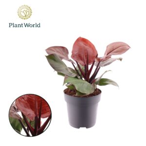 Philodendron Philodendron Cherry Red
(1 Plants/Order)(19cmP 40cmH)