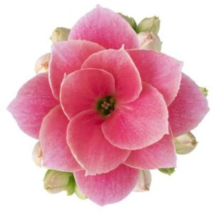 Kalanchoe pink Flowers Harlow Harlow
(12 Plants/Order)(6cmP 14cmH)