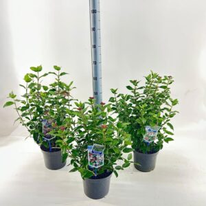 Viburnum tinus Viburnum tinus mix (minimum order one layer)
(1 Plants/Order)(19cmP 50cmH)