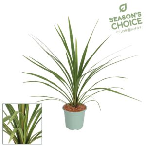 Cordyline Peko Cordyline 'Peko' 65 -75 cm
(1 Plants/Order)(17cmP 65cmH)