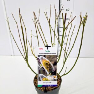 Salix Salix cap. 'Goldbienen Kätzchenweide' (Bögelsack) 40-60C3
(1 Plants/Order)(19cmP 60cmH)