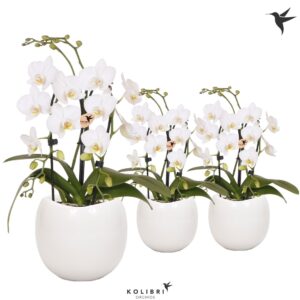 Phalaenopsis Elegant Cascade Kolibri Orchids Phalaenopsis Cascade Niagara Fall white 2 spike in Bowl Pot
(6 Plants/Order)(9cmP 40cmH)