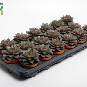 Echeveria Echeveria Purpusorum
(12 Plants/Order)(8.5cmP 10cmH)