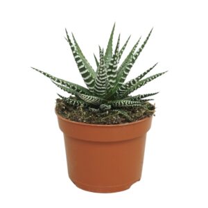 Haworthia Big Band Haworthia fasciata 'big band' 10,5 cm
(10 Plants/Order)(10.5cmP 16cmH)