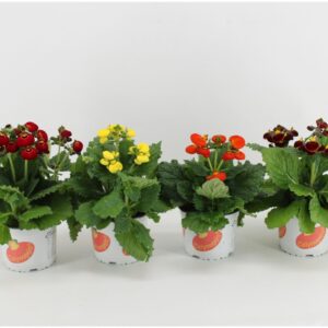 Calceolaria Calynopsis Calceolaria mixlaag/mixkar
(6 Plants/Order)(15cmP 30cmH)