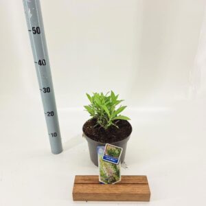 Buddleja Butterfly Candy Little Whi Buddleja d. Butt. Candy® Little White ('BotEx 003'PBR)
(1 Plants/Order)(19cmP 30cmH)