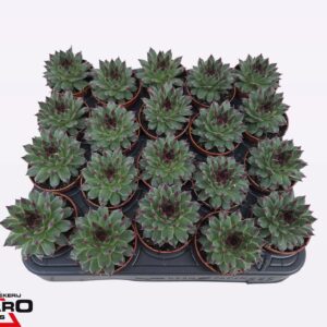 Sempervivum tectorum Sempervivum tectorum grey P5.5
(20 Plants/Order)(5.5cmP 7cmH)