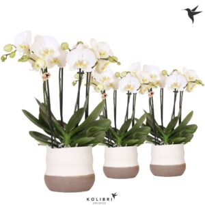 Phalaenopsis white more Ripsen Kolibri Orchids Phalaenopsis Jewel Ghent 4 spike in Imperfect Bag Pot
(4 Plants/Order)(12cmP 40cmH)
