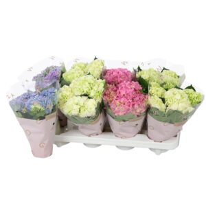 Hydrangea Hydrangea macr. 10cm 3 Flower mix
(8 Plants/Order)(10cmP 25cmH)