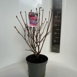 Rhododendron Viscosa A Rhododendron (AK) 'Jolie Madame'
(1 Plants/Order)(23cmP 60cmH)