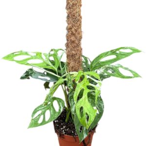 Monstera Monstera Adansonii Indonesian Marble
(6 Plants/Order)(17cmP 50cmH)