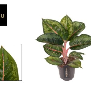 Aglaonema other Aglaonema Camo Rubina
(10 Plants/Order)(12cmP 40cmH)