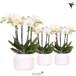 Phalaenopsis white more Ripsen Kolibri Orchids Phalaenopsis Jewel Ghent 4 spike in Maze Pot white
(3 Plants/Order)(12cmP 40cmH)