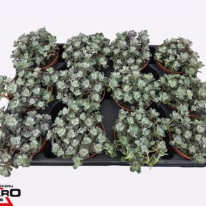Sedum spathulifolium Cape Blanco Sedum Cape Blanco p8,5
(12 Plants/Order)(8.5cmP 10cmH)