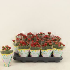 Kalanchoe Calandiva Rubio Double Red
(16 Plants/Order)(8cmP 15cmH)