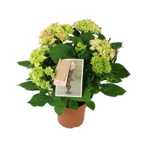 Hydrangea Tivoli Hydrangea bicolor pink 7/8 flowers
(6 Plants/Order)(14cmP 40cmH)